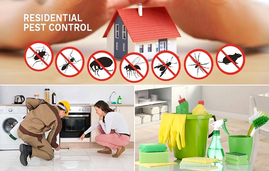 Pest control services in Lucknow